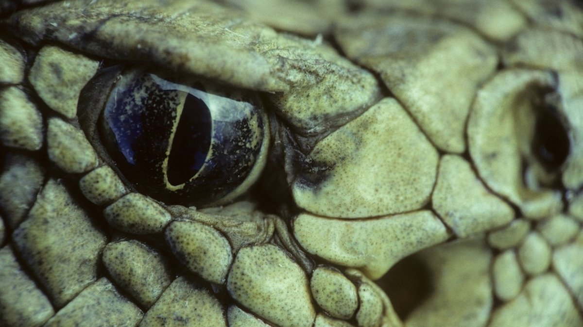 Schlangen: Von Boas, Pythons, Nattern und Vipern