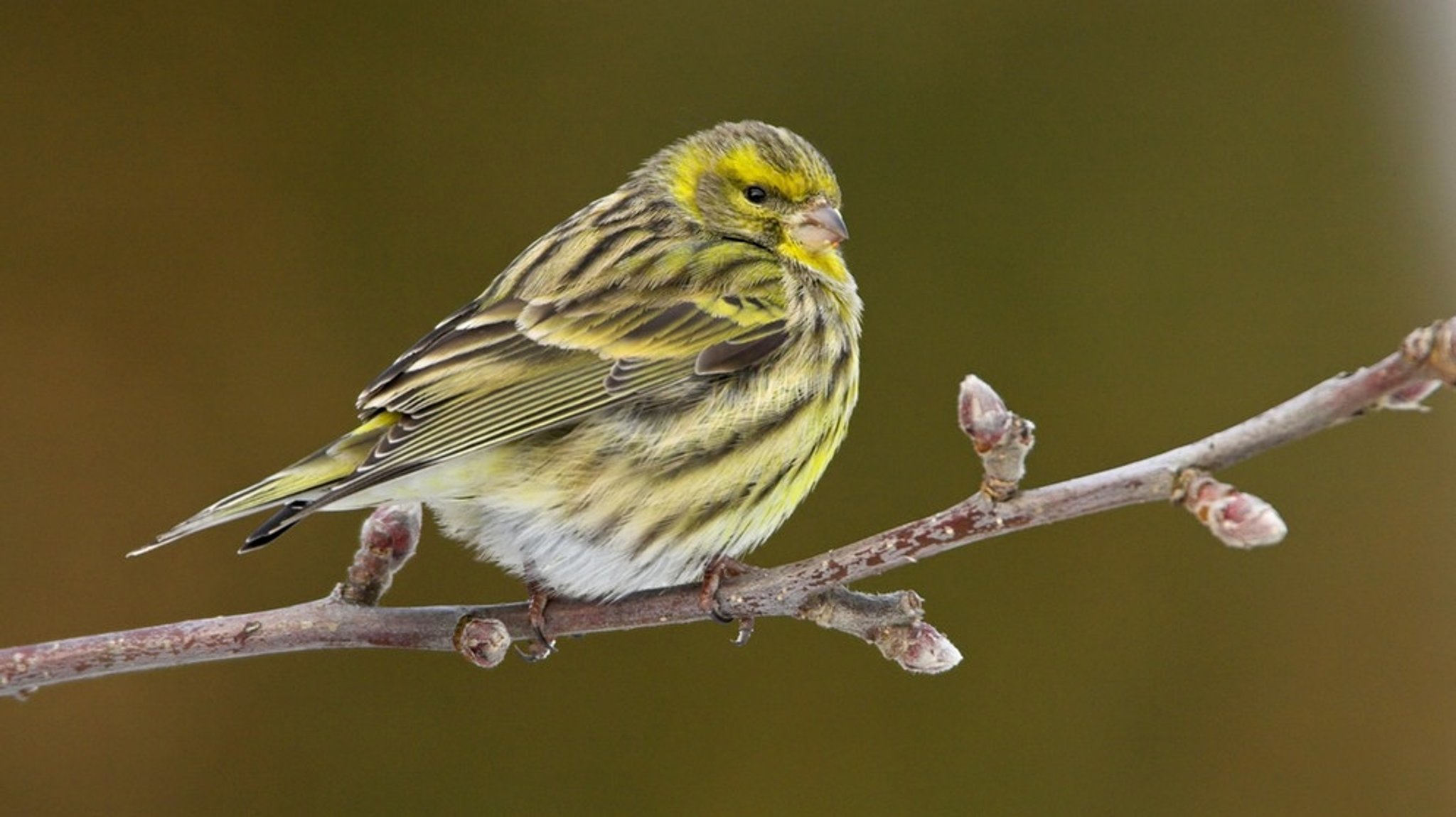 Vogelstimmen-Hotline: Wer zwitschert in meinem Garten?