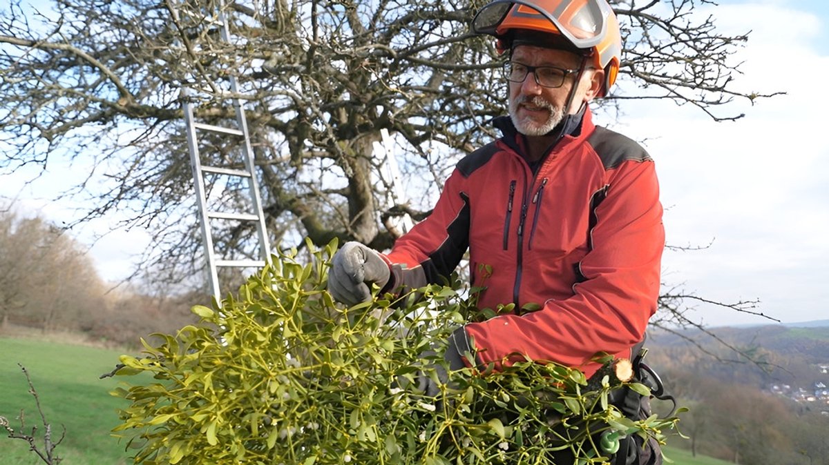 Misteln entfernen: Misteln: Parasiten-Plage auf Streuobstwiesen