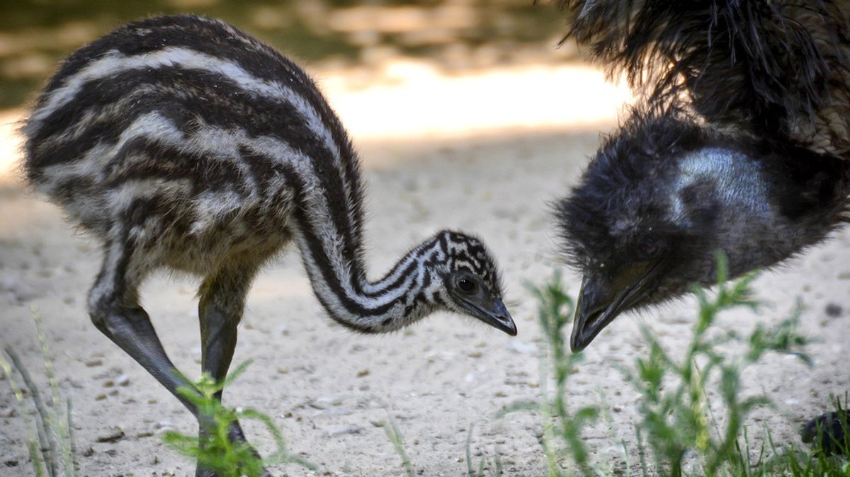 Tierbabys in Hellabrunn: Vom Emu-Küken bis zum Zebra-Fohlen