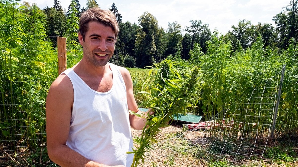 Legaler CBD-Hanfanbau in Franken: "CBD-Cannabis ist wie die alkoholfreie Variante"