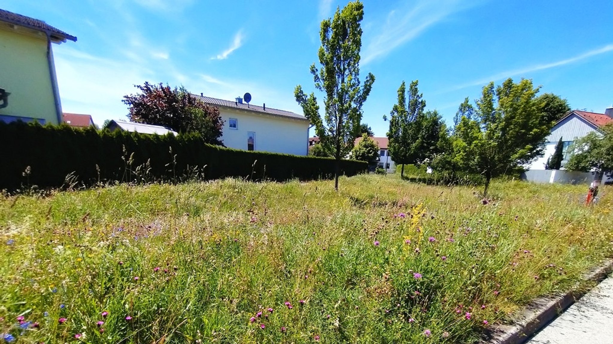 Artenvielfalt in der Stadt: Allgäuer Blumenwiesen