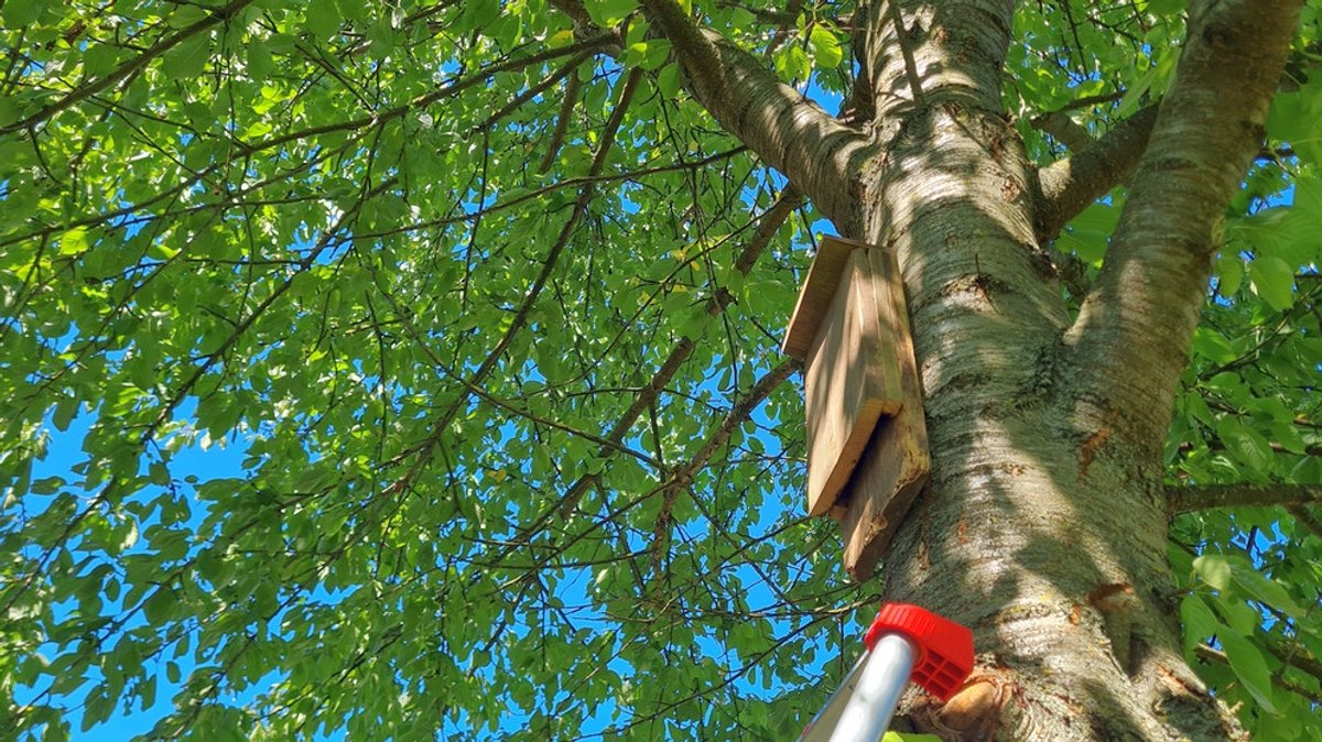 DIY im Naturgarten: Fledermauskasten bauen