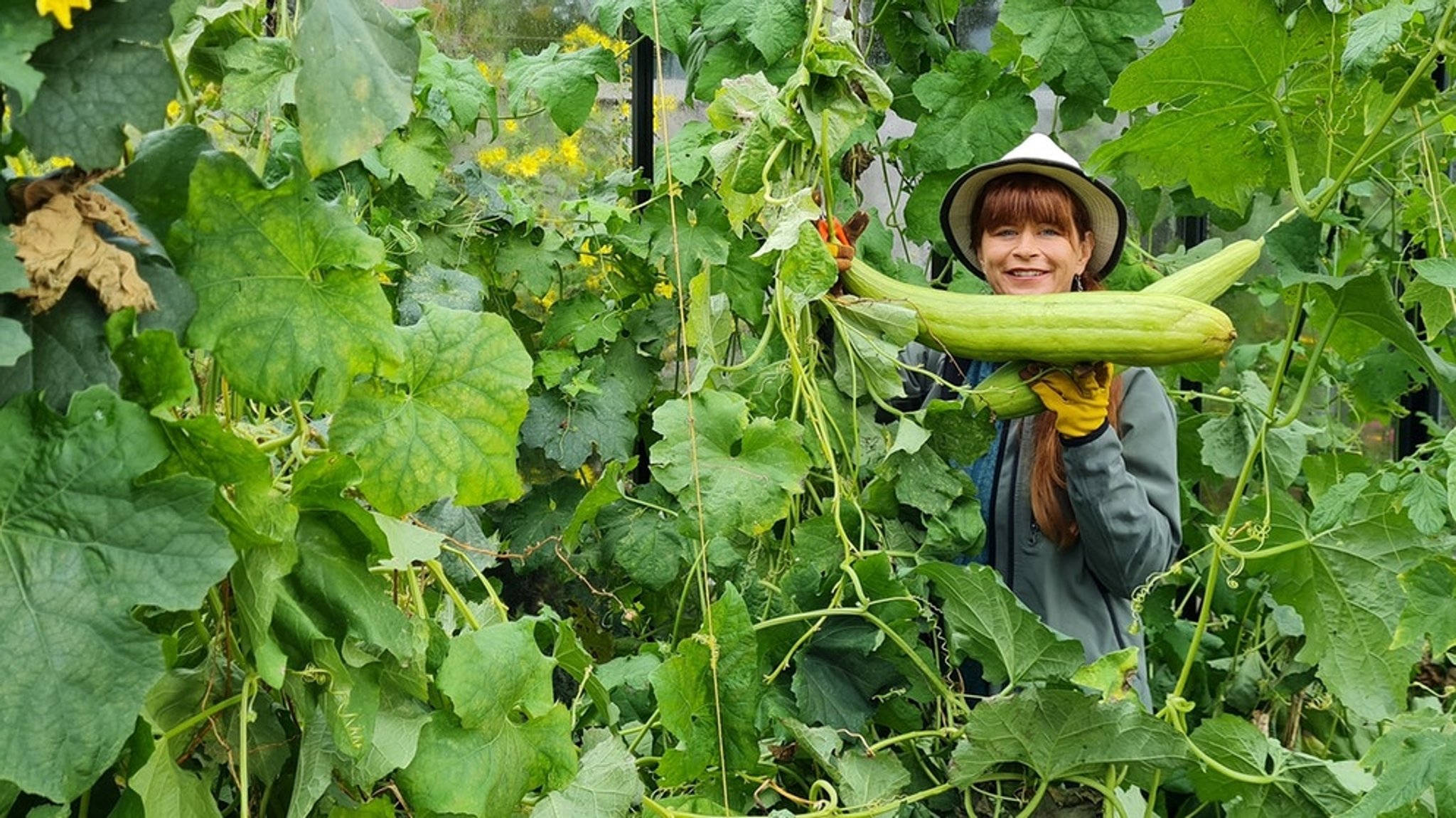 Querbeet-Garten: Saatgut ernten und aufbereiten