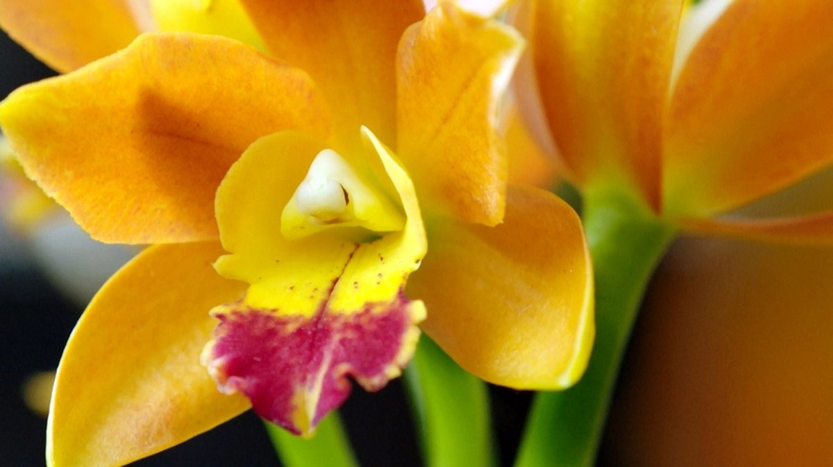 Beim Cattleya-Züchter: Mehrgattungshybriden-Orchideen