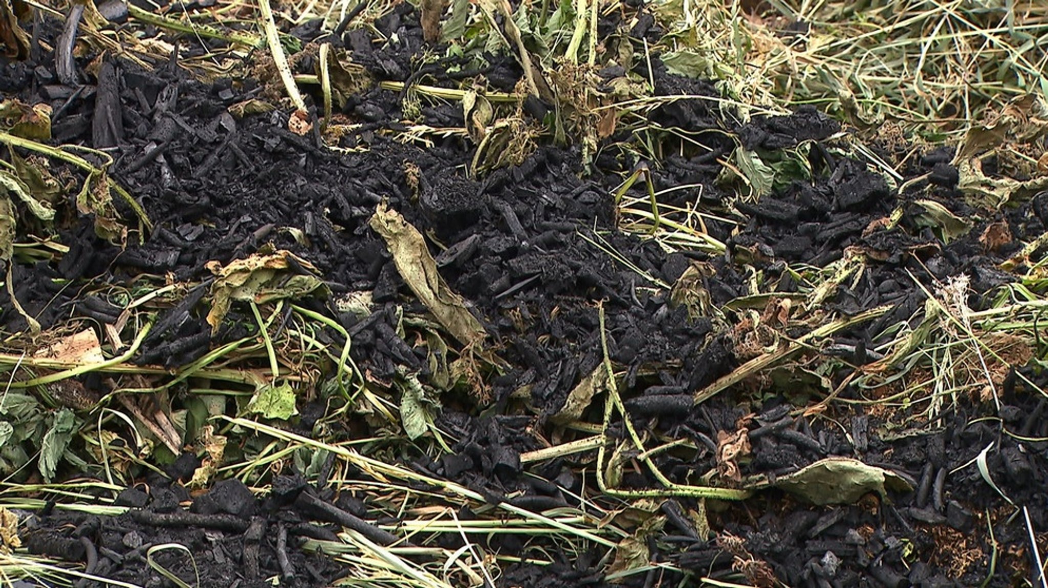 Selbstversorgergarten: Pflanzenkohle als Bodenverbesserer