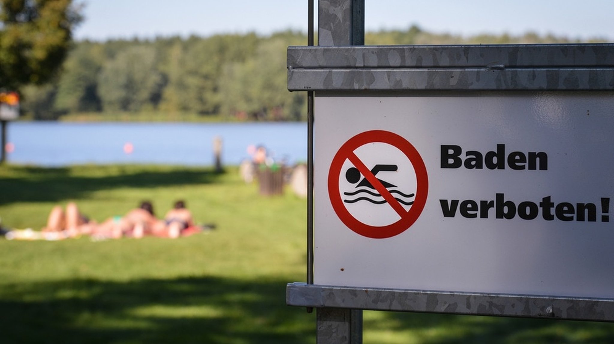 Blaualgen: Gefährden Blaualgen im See die Gesundheit?