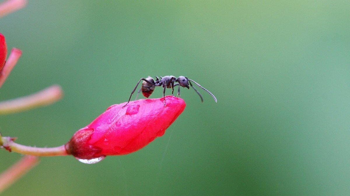 Was hilft gegen Ameisen?: Wie werde ich Ameisen los  - ohne Gift?