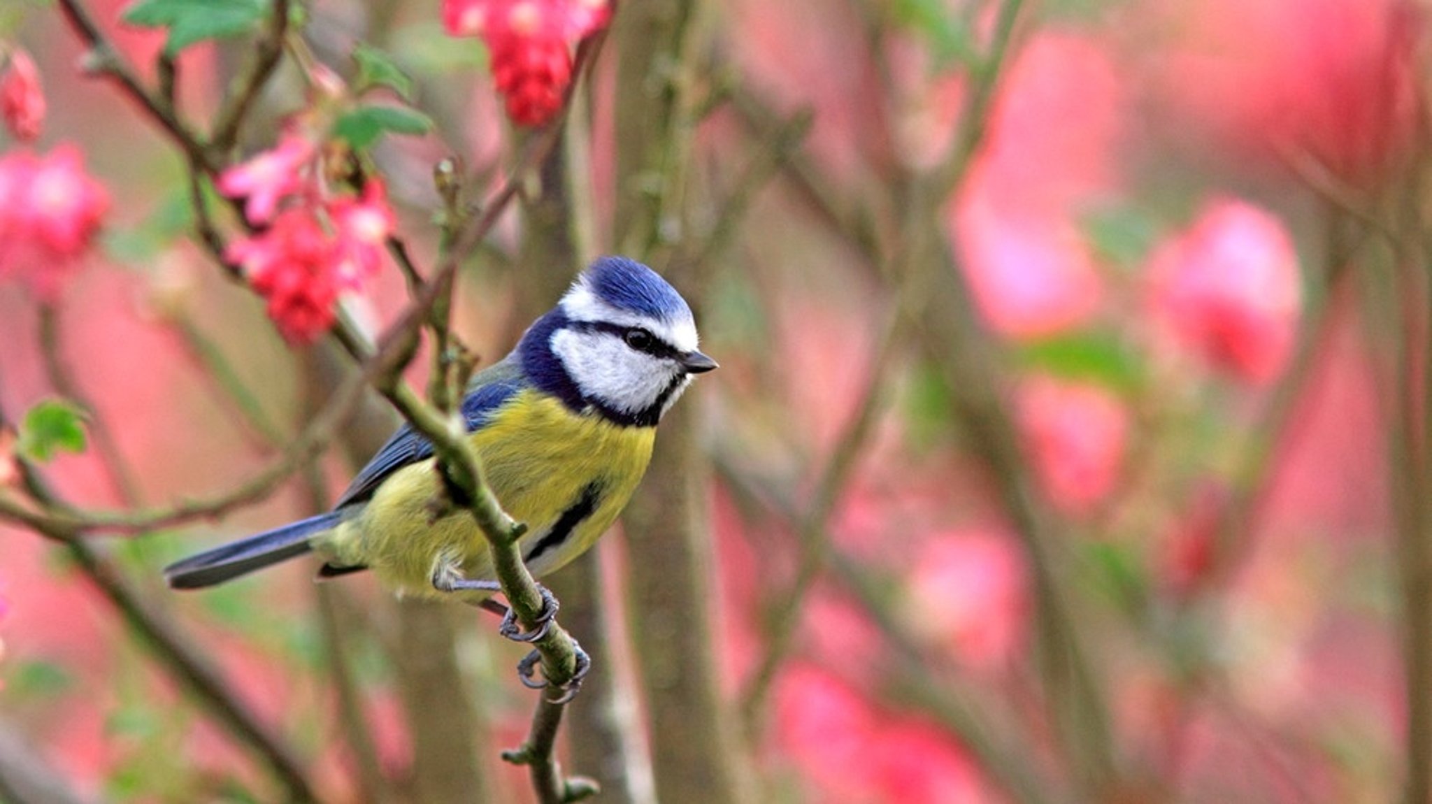 Vogelgezwitscher im Frühjahr: Welche Vögel singen denn jetzt schon?