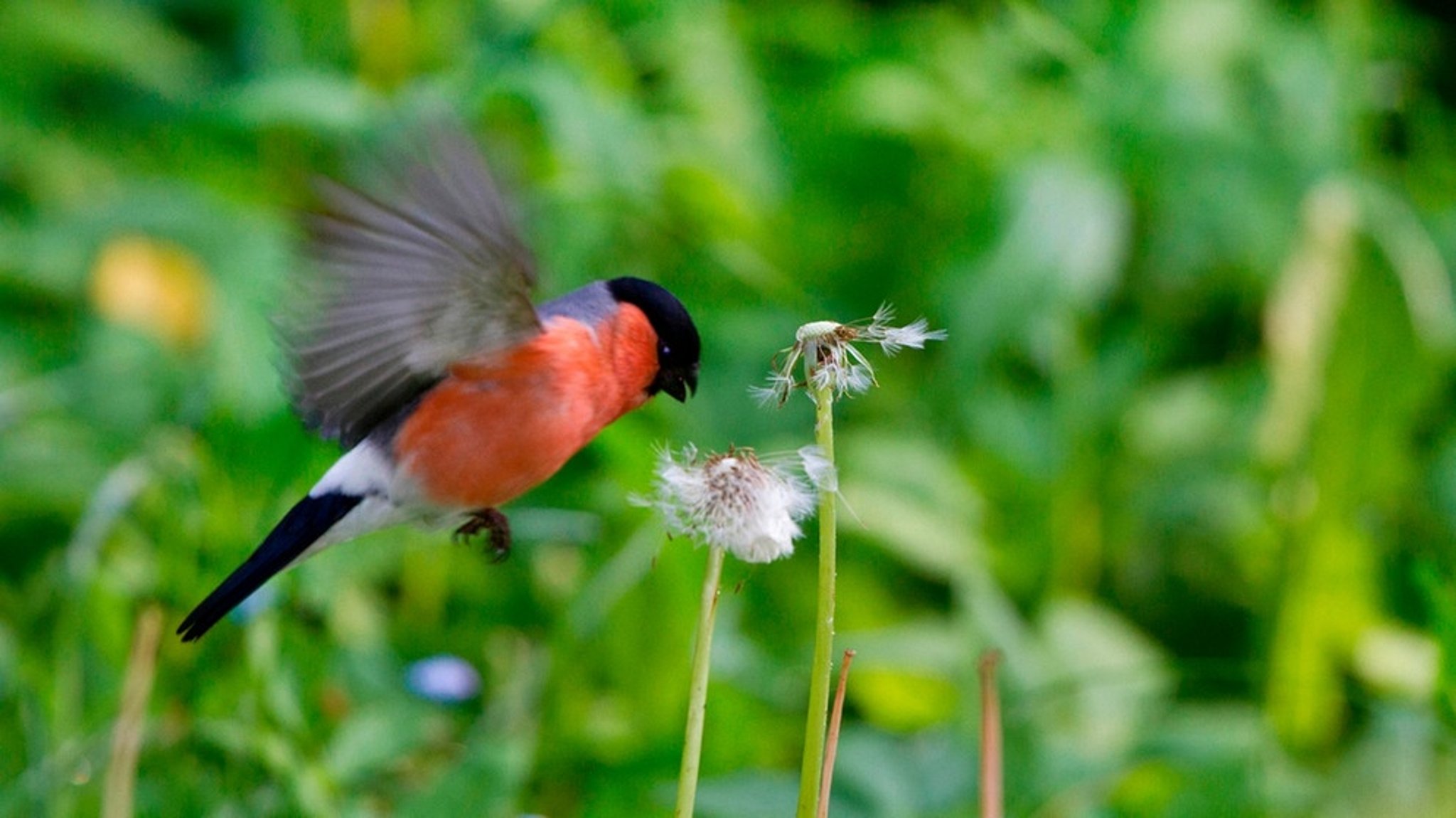 Heimische Vogelarten: Was singt da für ein Vogel in meinem Garten?