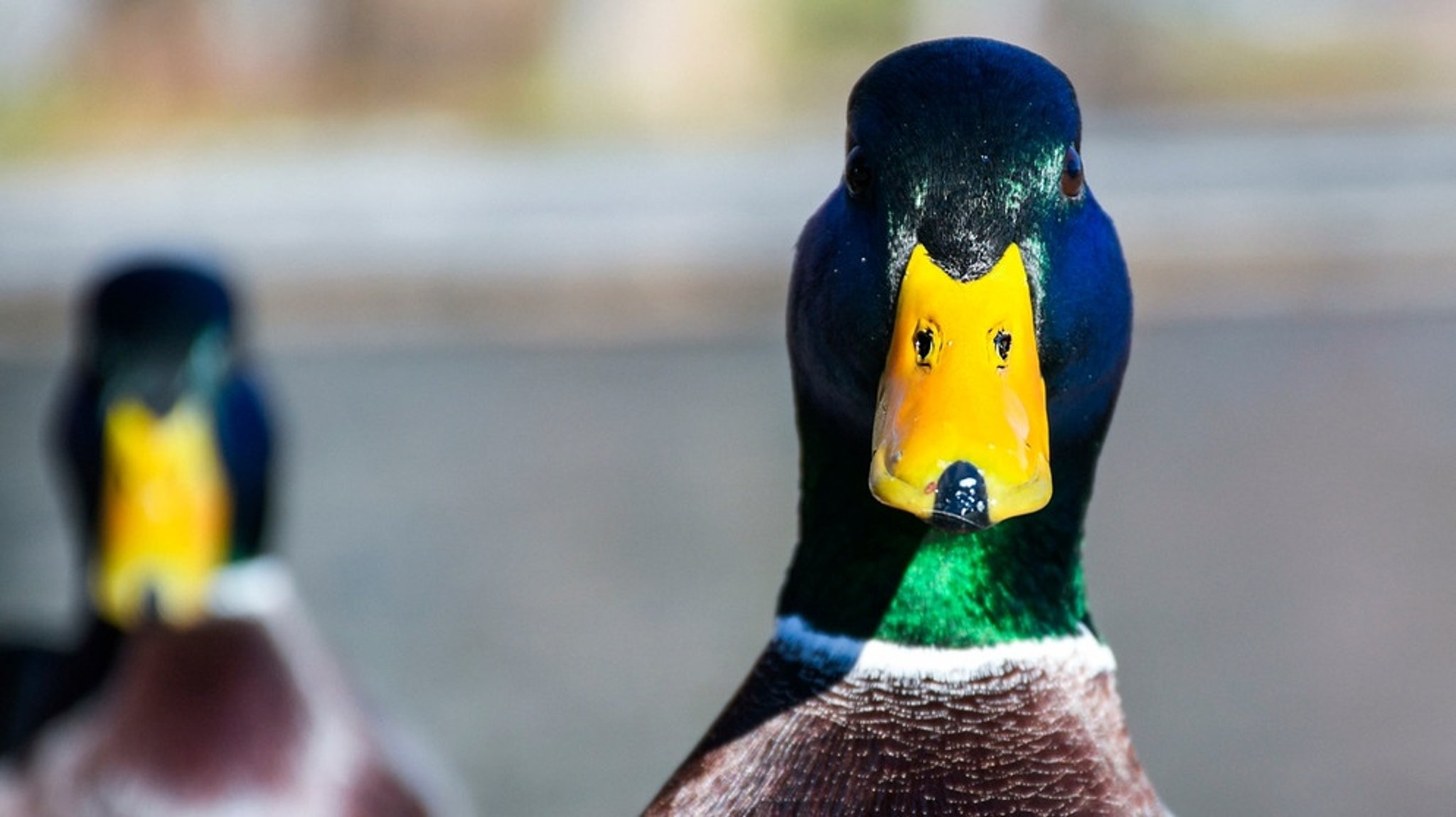 Enten füttern: Kein Brot: Diesen gesunden Snack für Enten hat jeder Zuhause