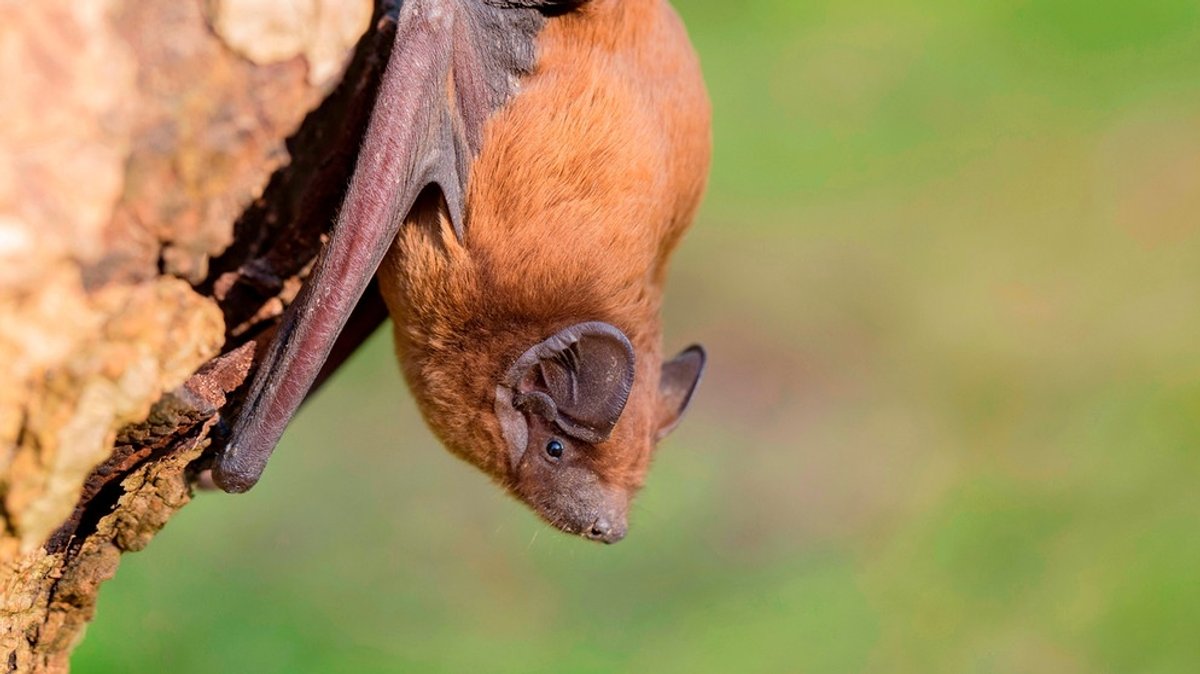Wo leben Fledermäuse?: Garten fledermausfreundlich machen