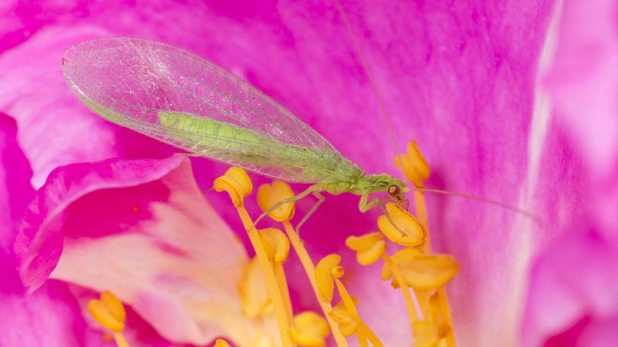 Insekten: Insektensommer 2024: Zählen Sie Käfer und Hummeln und helfen Sie dem Naturschutz