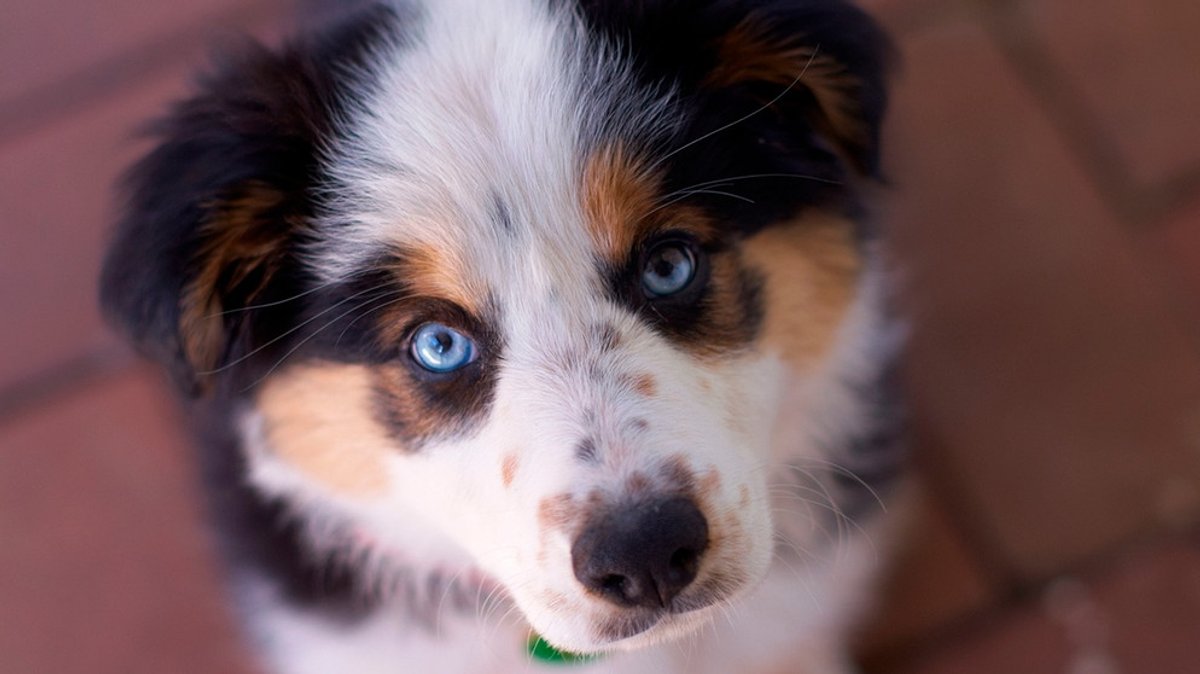 Hund bester Freund: Warum Hunde uns so gut tun – und sogar Schmerzen lindern können