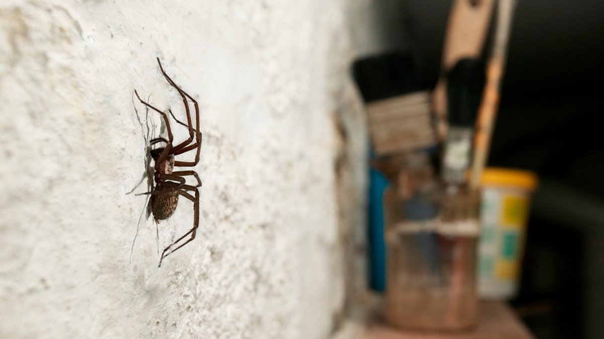 Hauswinkelspinne: Diese Spinne befreit Ihren Keller von Asseln & Co.
