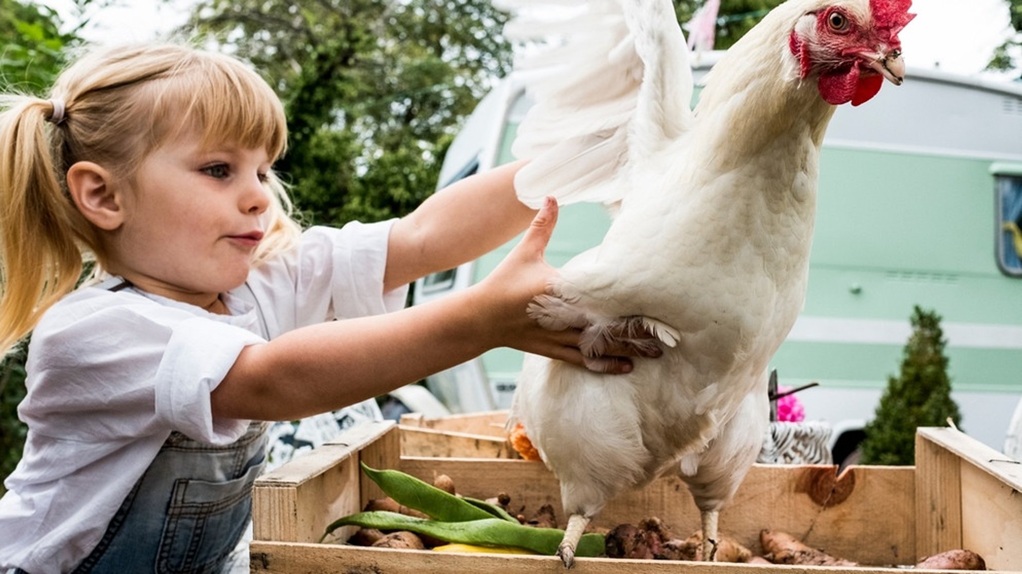 Hühnerhaltung: Was spricht für eigene Hühner im Garten und was dagegen?