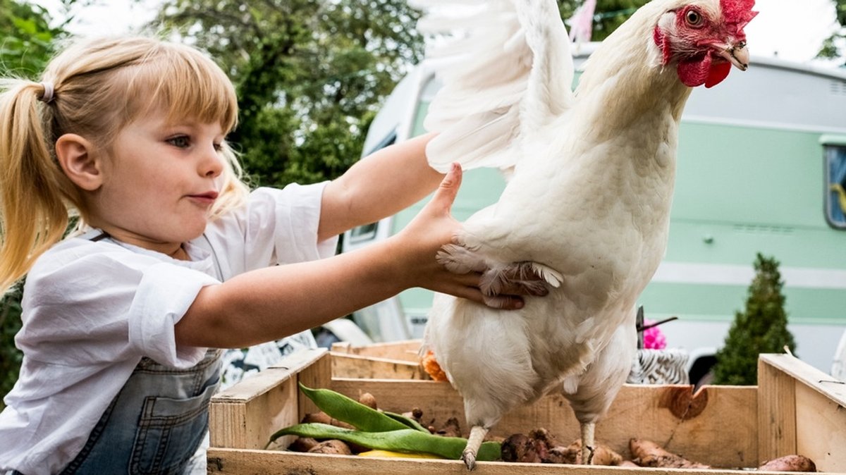 Hühnerhaltung: Was spricht für eigene Hühner im Garten und was dagegen?