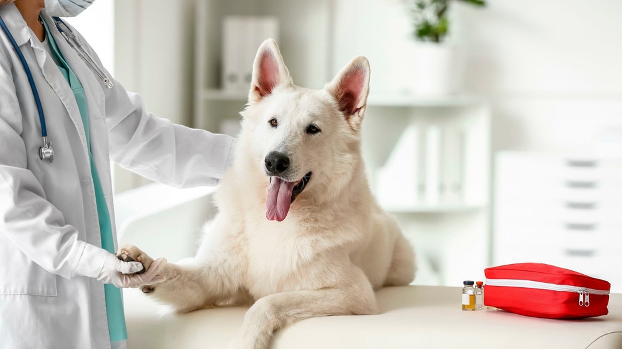 Blutspende Hund: Wie funktioniert eine Blutspende beim Hund?
