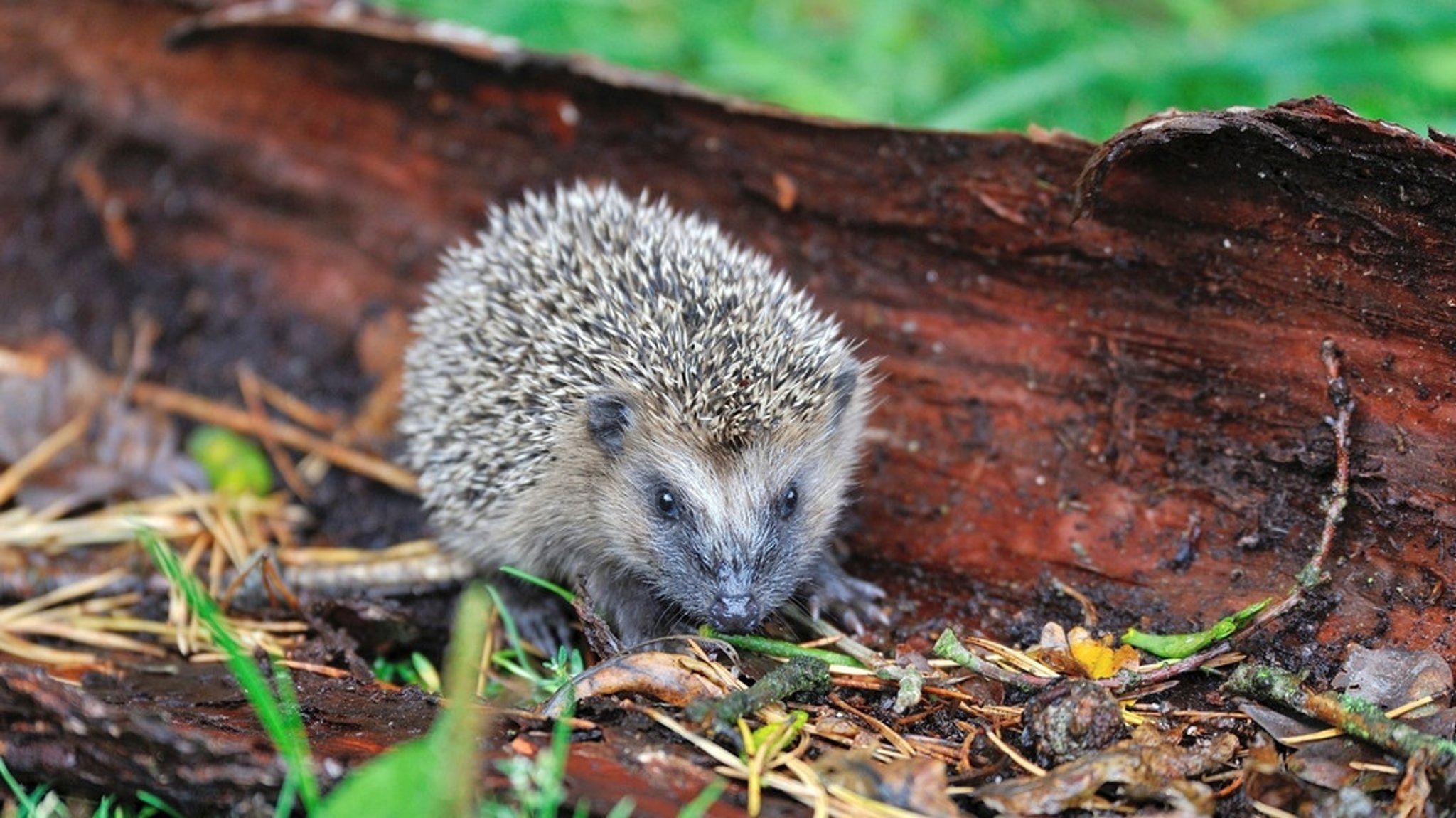 Igel: Wann brauchen Igelkinder Hilfe?