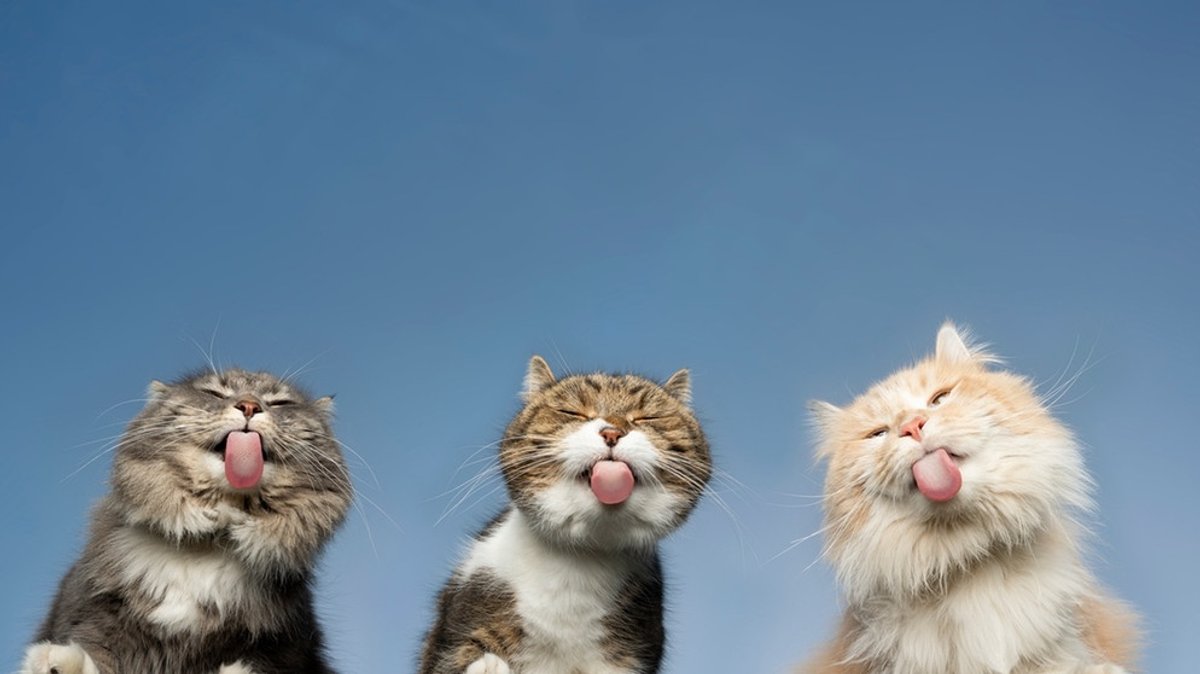 Katzen-Quiz: Testen Sie Ihr Katzen-Wissen!
