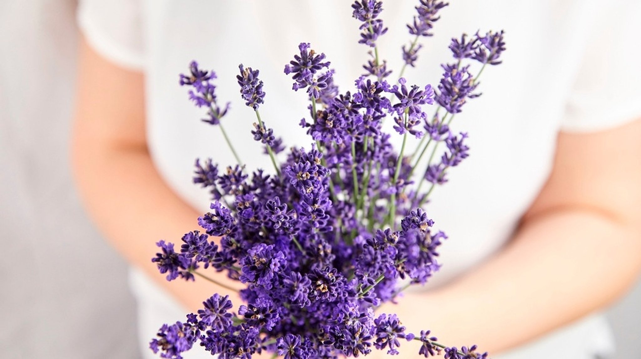 Lavendel trocknen: Rezepte für Lavendelblüten - und wo man in Bayern ein Lavendelfeld besuchen kann