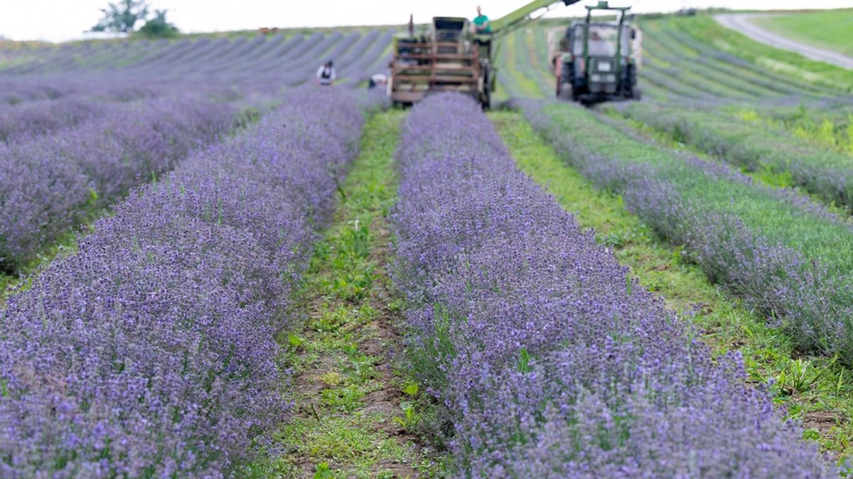 Lavendel trocknen: Rezepte für Lavendelblüten - und wo man in Bayern ein Lavendelfeld besuchen kann