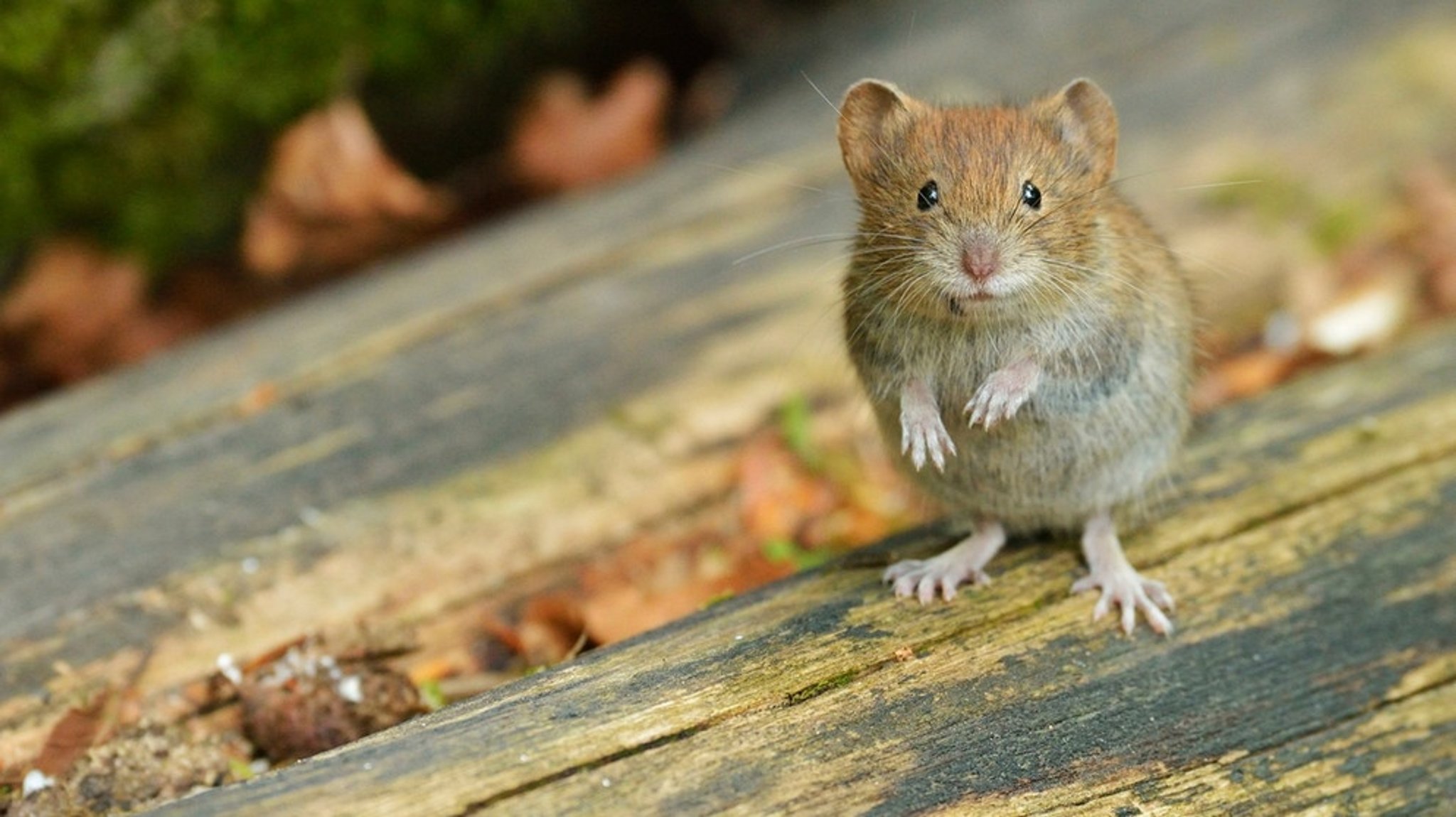 Hantavirus: Symptome und wie man sich vor Hanta-Viren schützt
