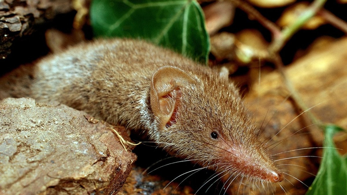 Borna: Das Virus, das Mäuse übertragen - so schützen Sie sich