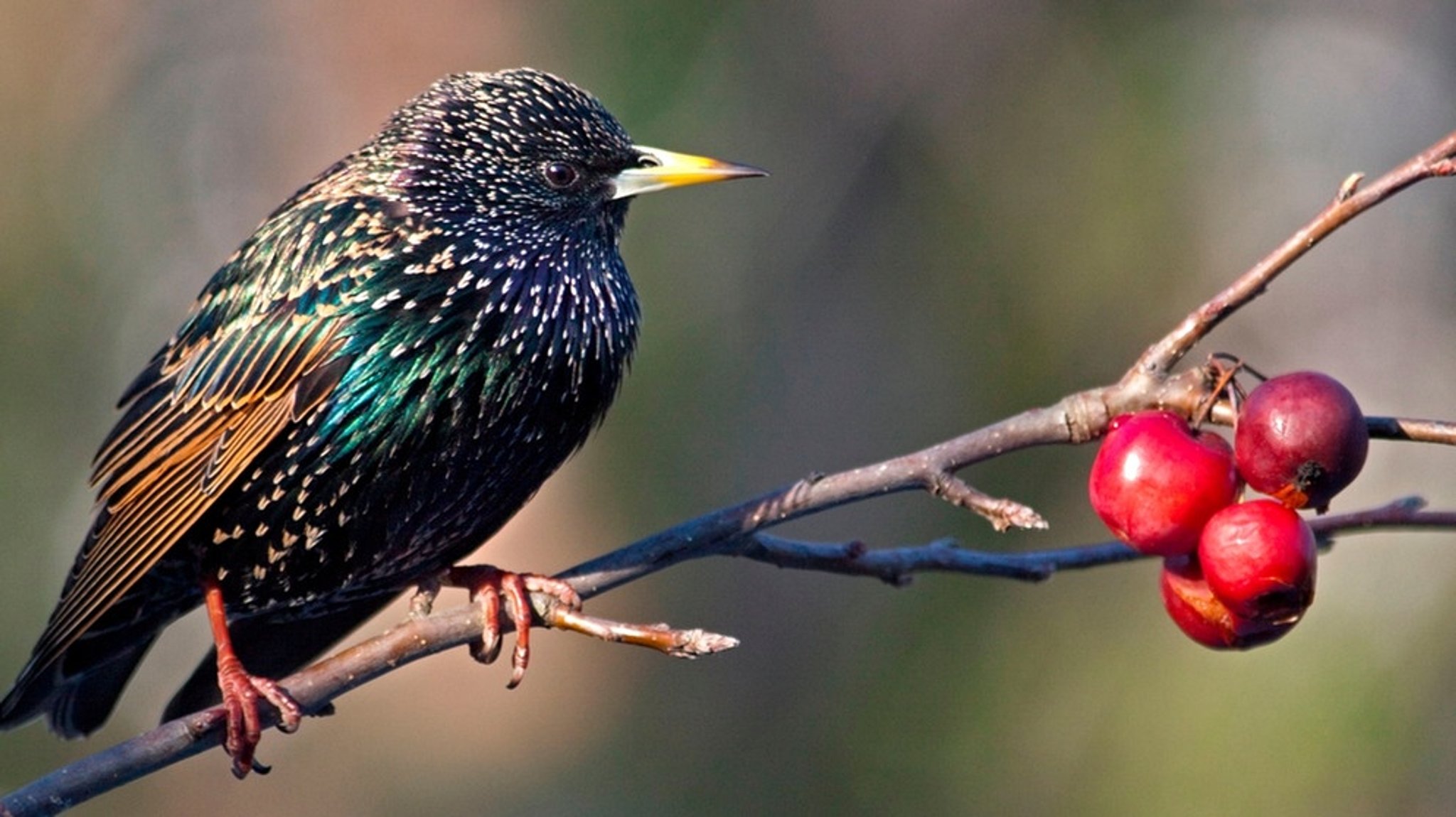 Zugvögel: Wann brechen die Zugvögel auf und warum bleiben Stare im Winter jetzt hier?