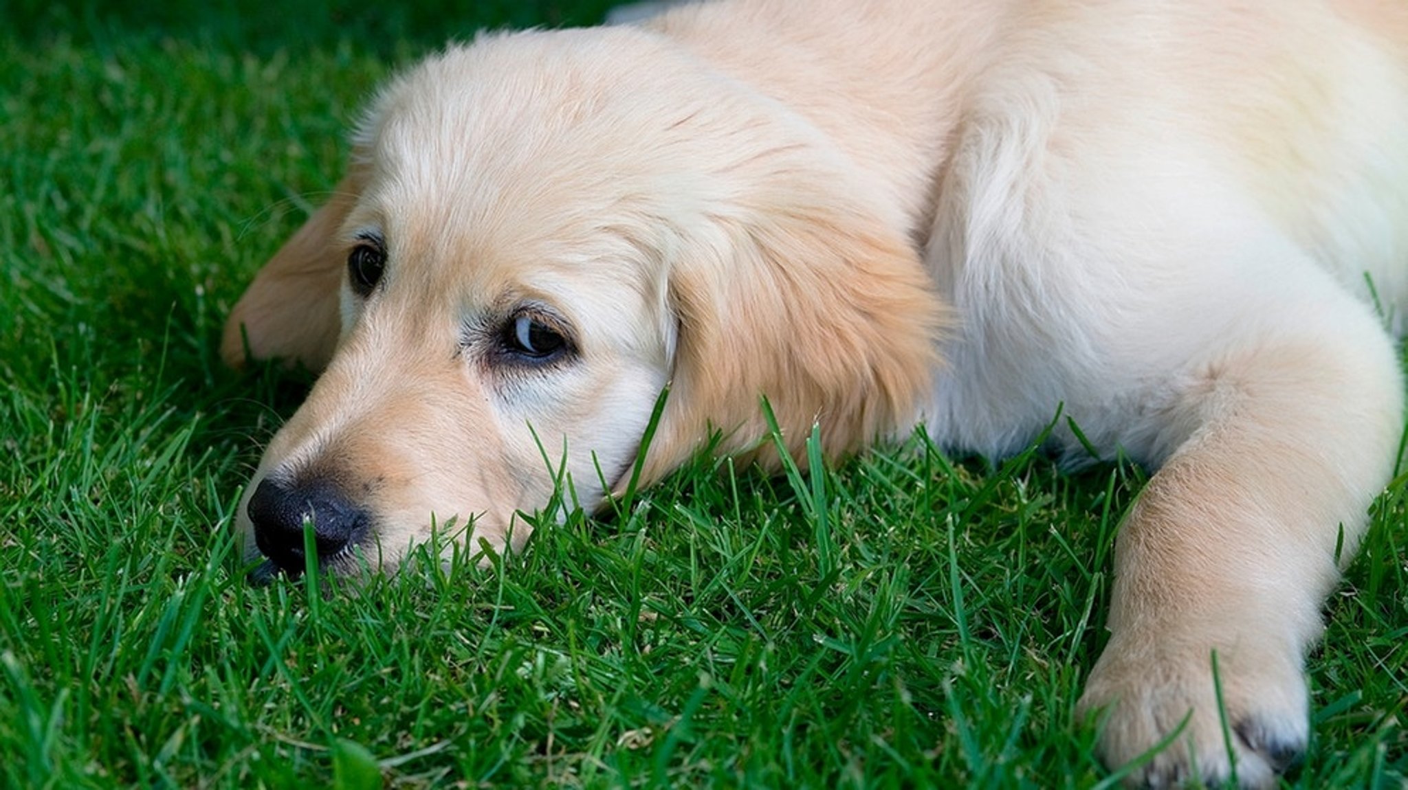 Schwitzen Hunde: Hund, Katze & Co. - mit diesen Tricks trotzen Tiere der Hitze