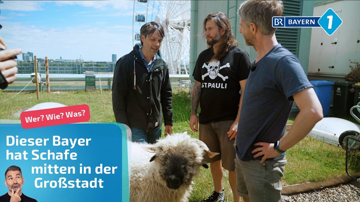 Schäfer über den Dächern von München: Die Schafe dieses Bayern weiden mitten in der Großstadt 