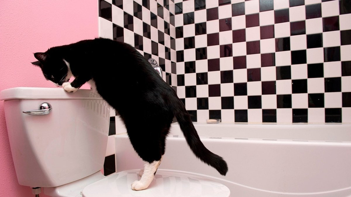 Was darf nicht in die Toilette: Essenreste oder Katzenstreu ins Klo?
