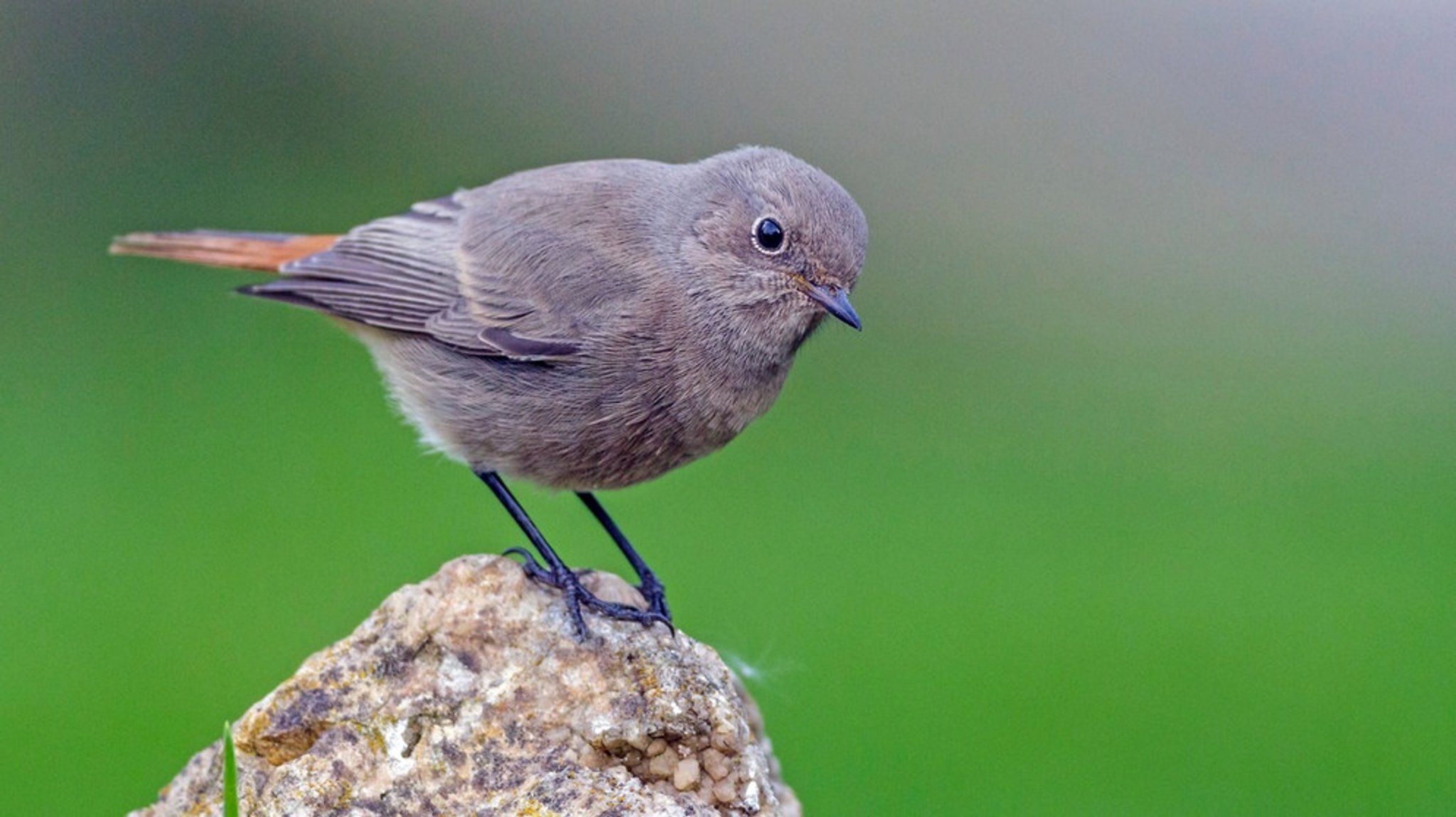 Vogel des Jahres: Der Hausrotschwanz ist der Vogel des Jahres 2025