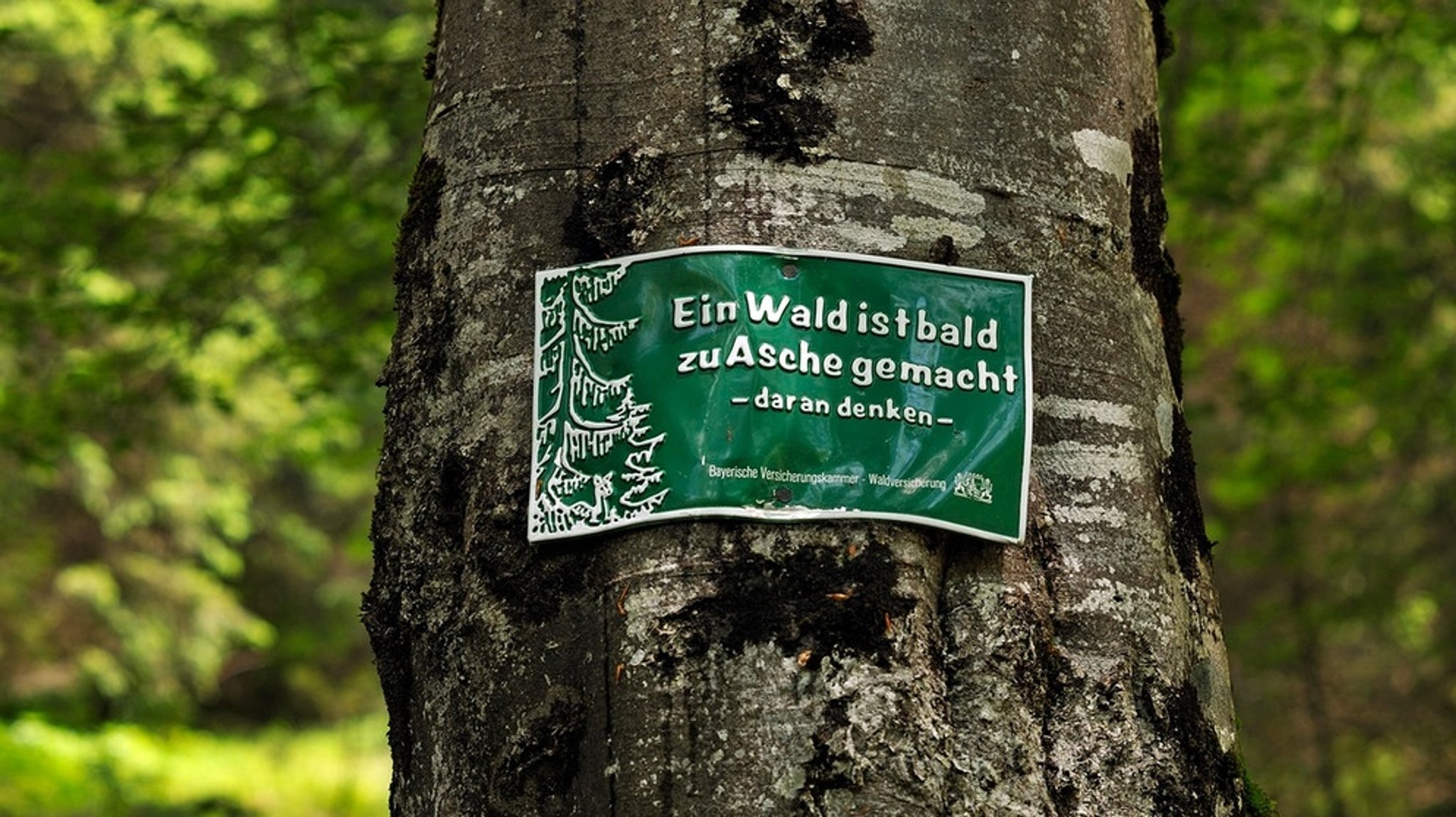 Waldbrandgefahr Bayern: Warum liegen da Verkehrsleitkegel im Wald?