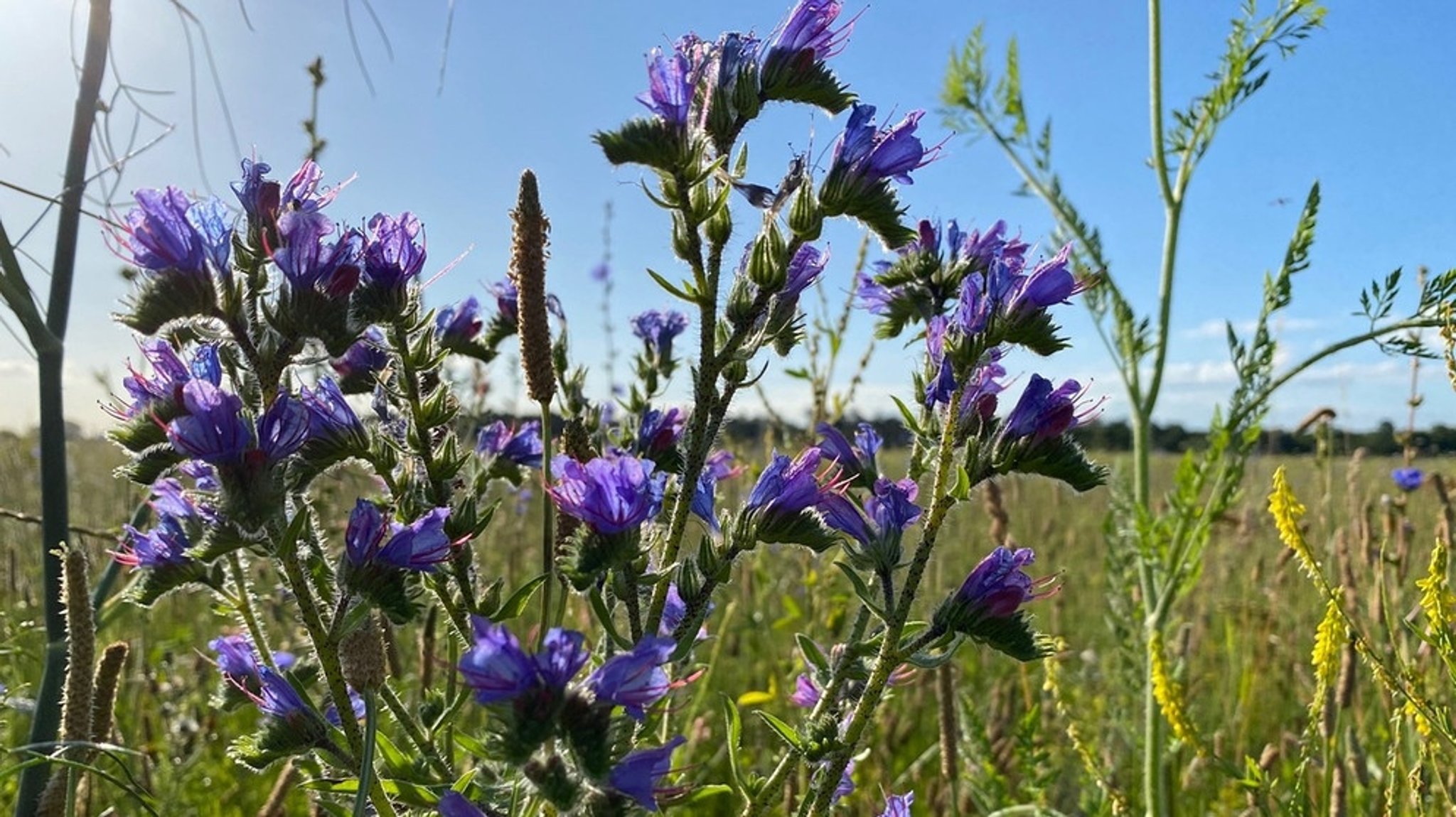 Welche Blume ist das?: Es blüht so schön am Wegesrand, doch was ist das?