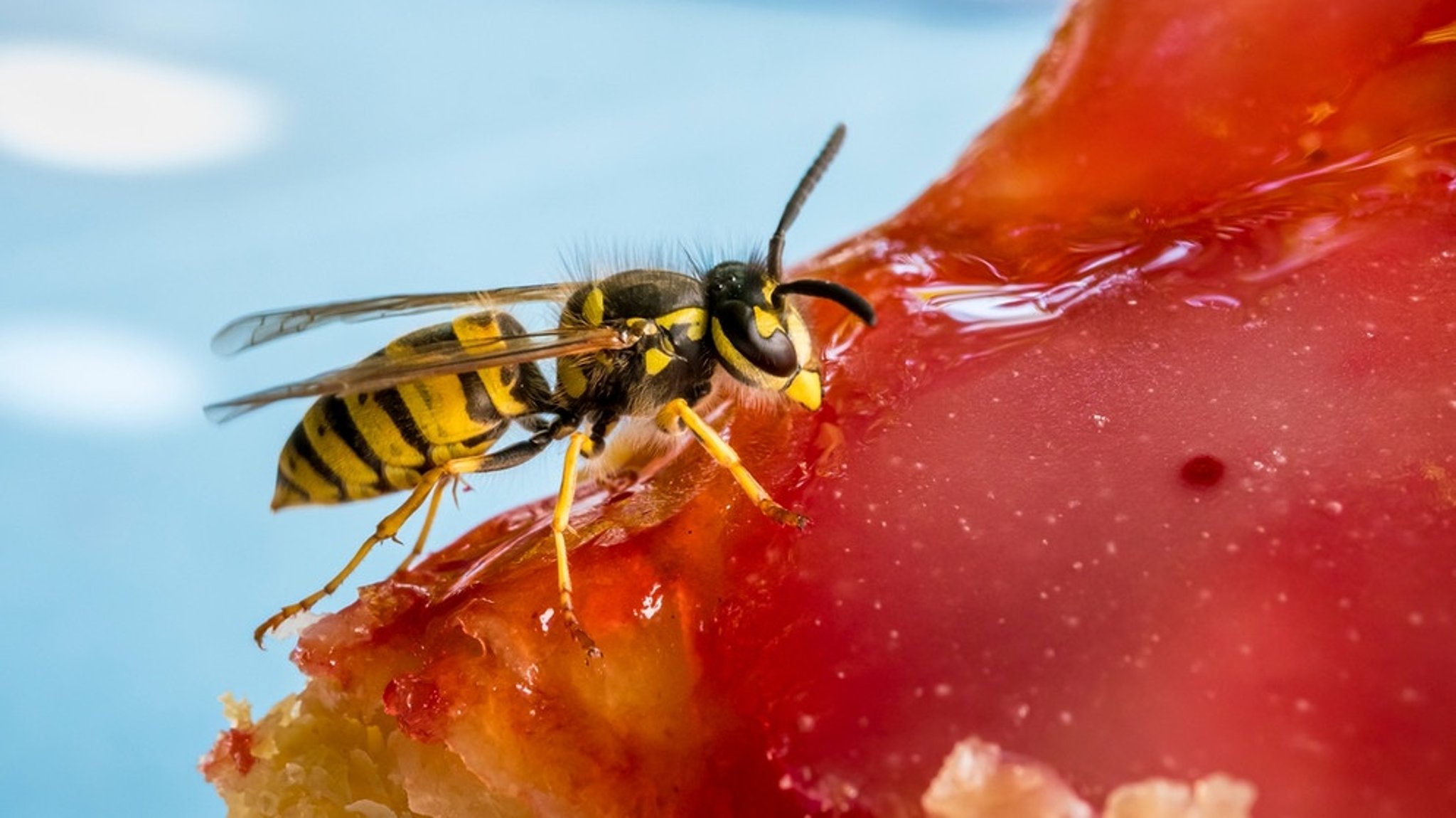 Wespen vertreiben: Was gegen Wespen hilft und was garantiert nicht