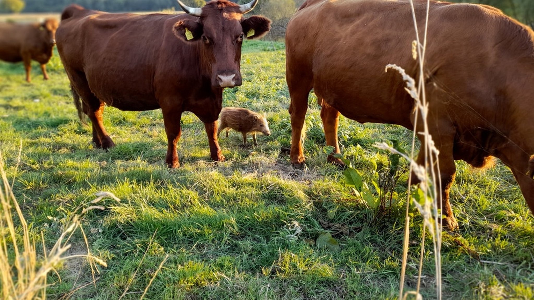 Wildschwein Frida: Frischling mischt sich unter Kuhherde