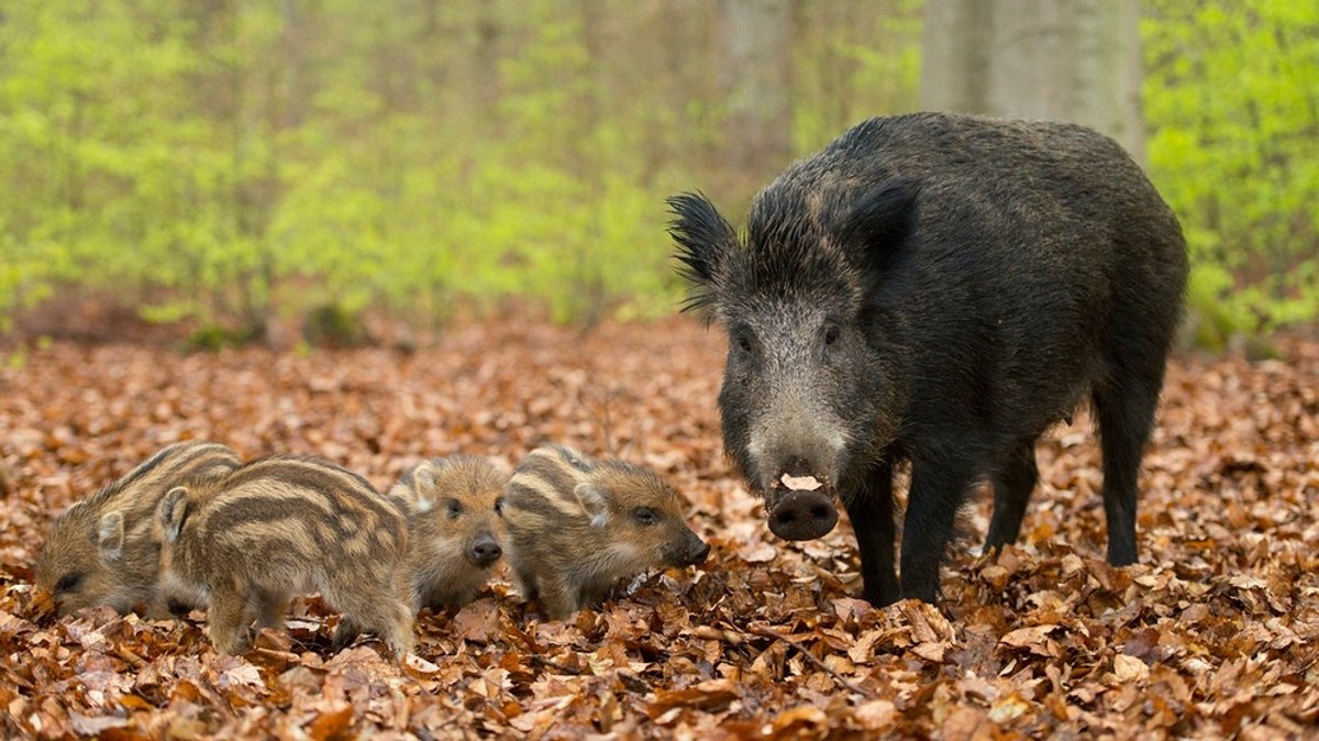 Wildschwein vertreiben?: Wie verhalte ich mich, wenn ich einem Wildschwein begegne?