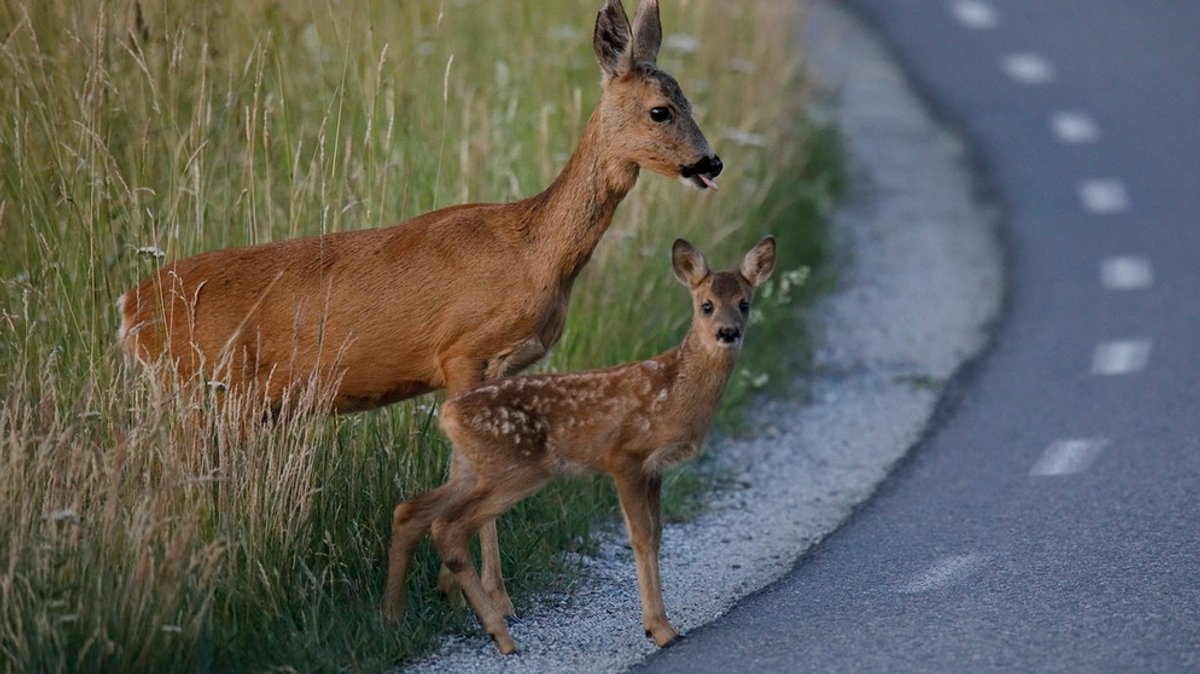 Wildunfall: Vorsichtig fahren - es beginnt die Brunftzeit