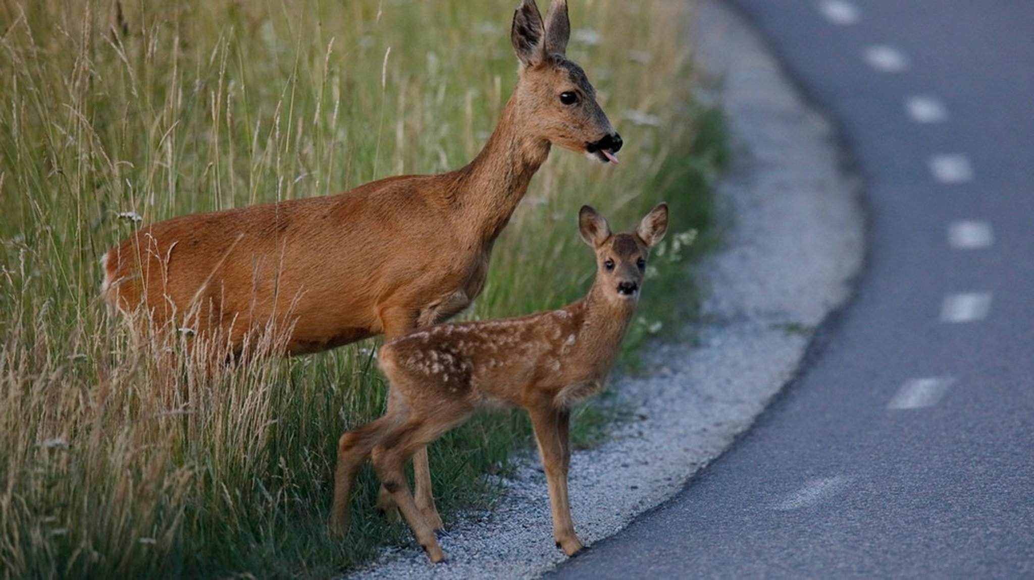 Vorsicht, Wildwechsel: Wildunfall - was muss ich danach tun und wen benachrichtigen?