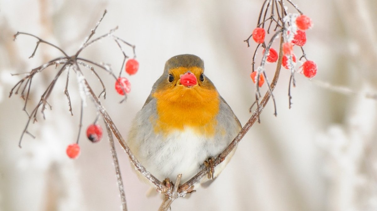 Vögel füttern: Im Winter: Welches Vogelfutter nutzen?