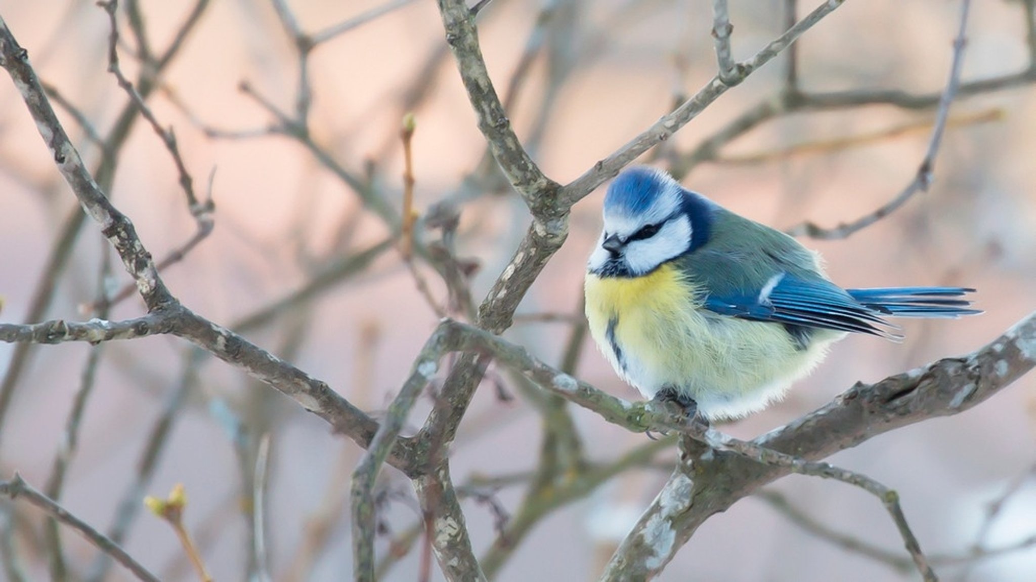 Vogelgezwitscher trotz Kälte: Welche Vögel singen denn jetzt schon – im Spätwinter?