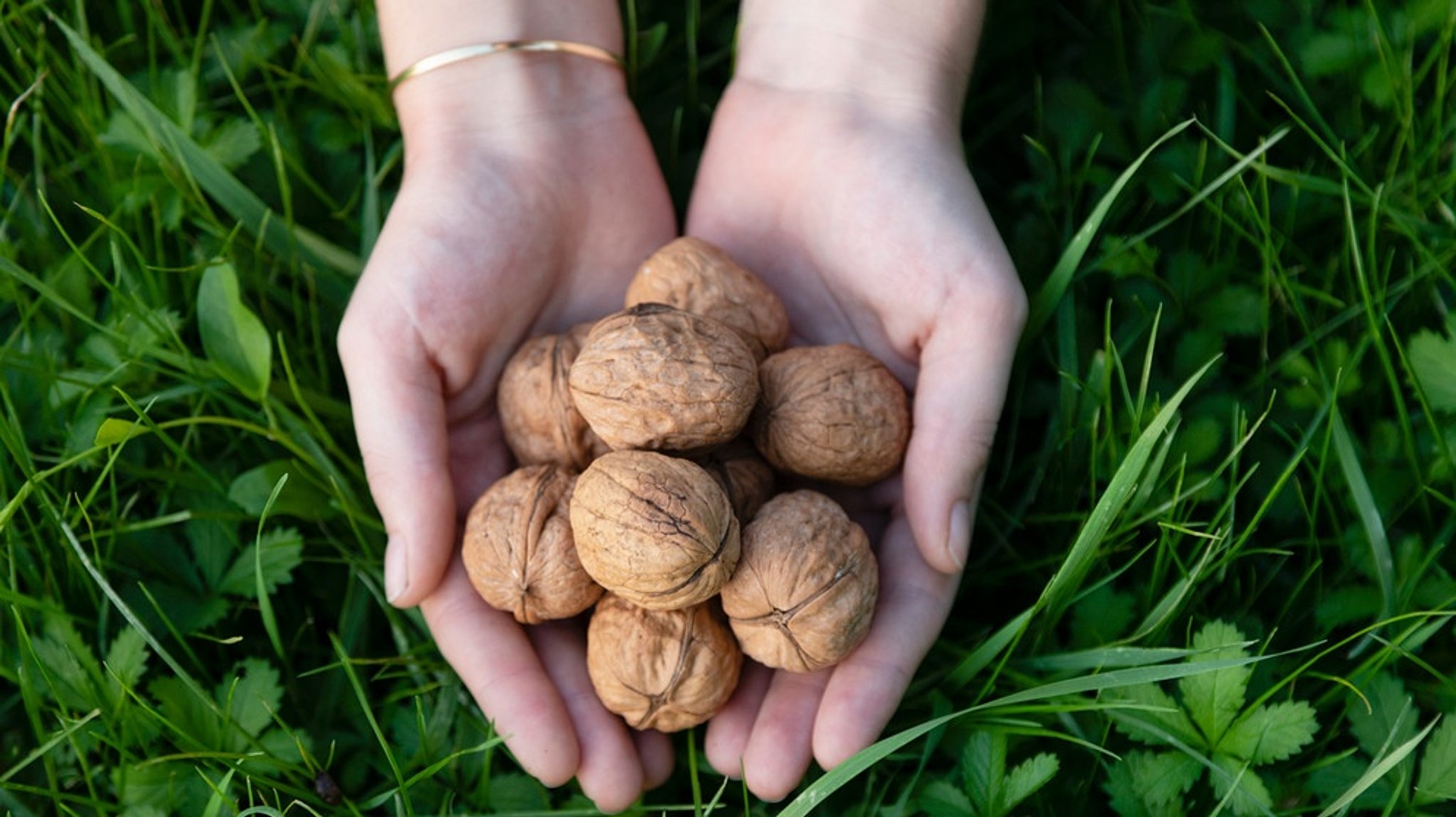 Walnuss gesund: Sind Walnüsse gesund?