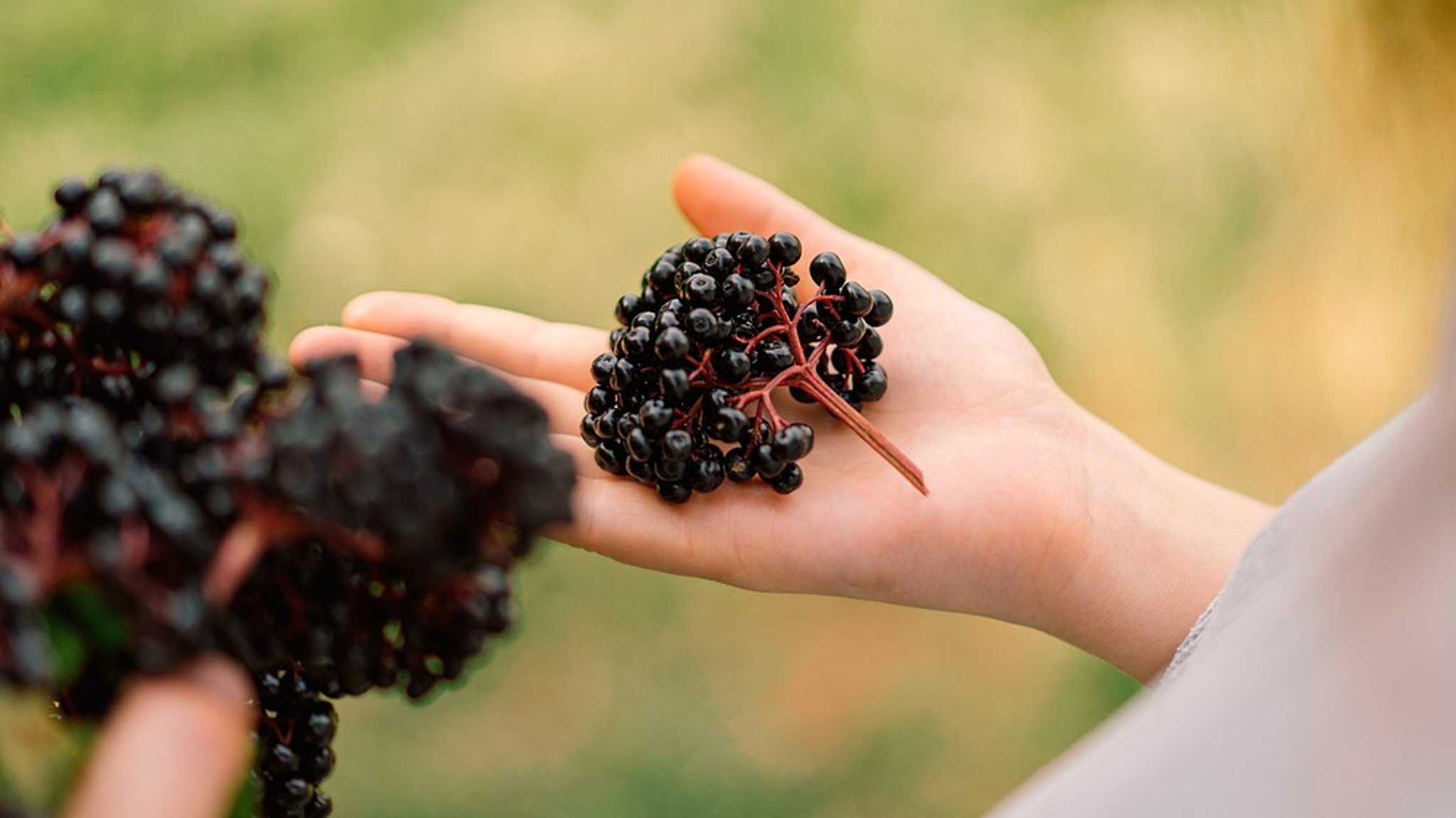 Ist Holunder giftig?: Kann ich rohe Holunderbeeren essen?