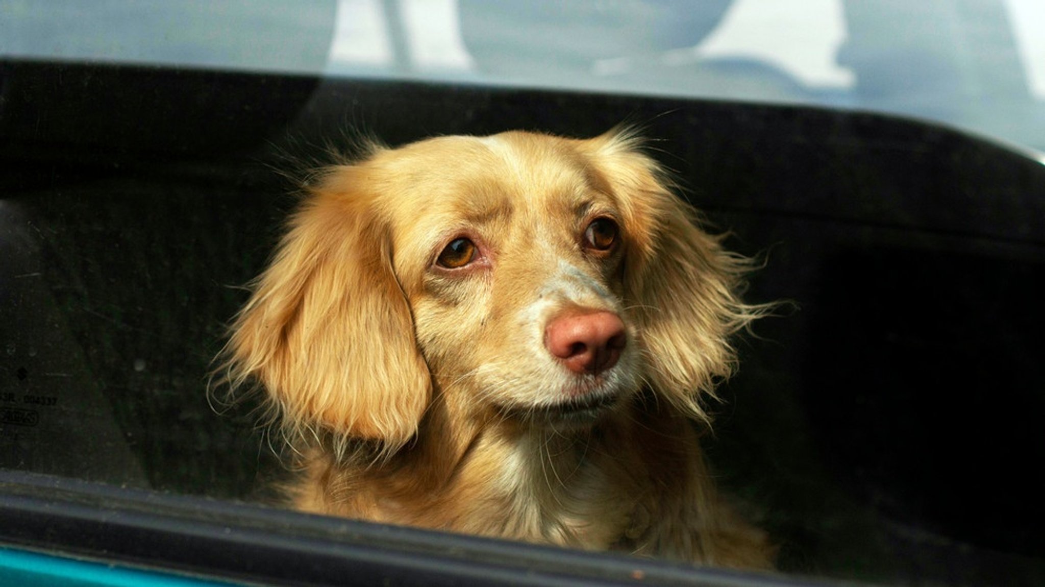 Hund im überhitzten Auto: Wann darf ich eine Autoscheibe einschlagen, um den Hund zu retten?