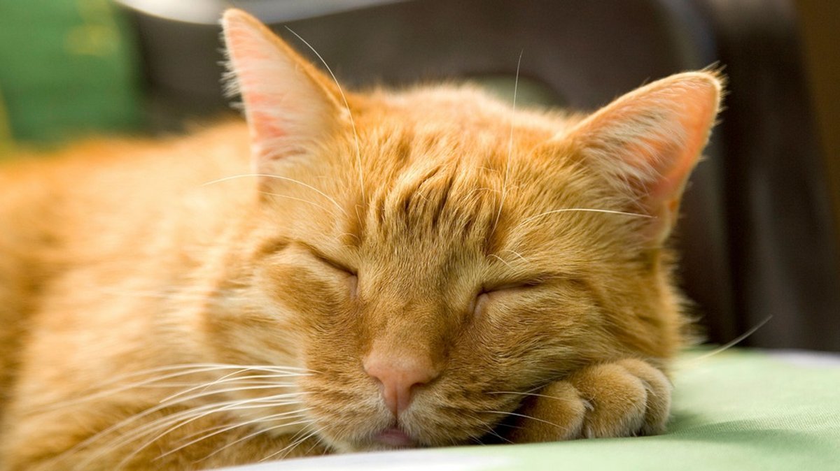 Justizkater im Amtsgericht Starnberg: Spezi bringt entspannte Flauschigkeit ins Gericht