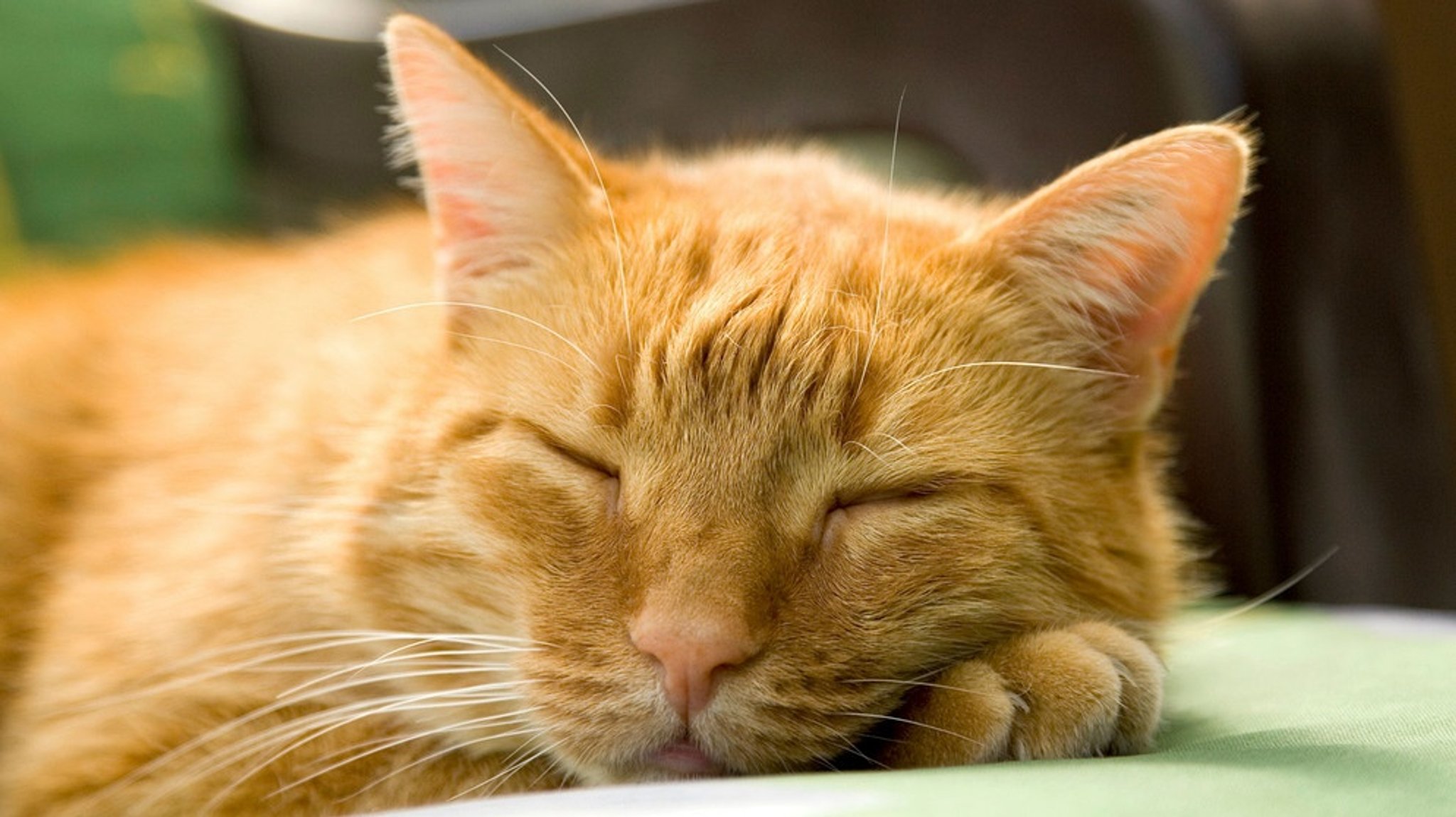 Justizkater im Amtsgericht Starnberg: Spezi bringt entspannte Flauschigkeit ins Gericht