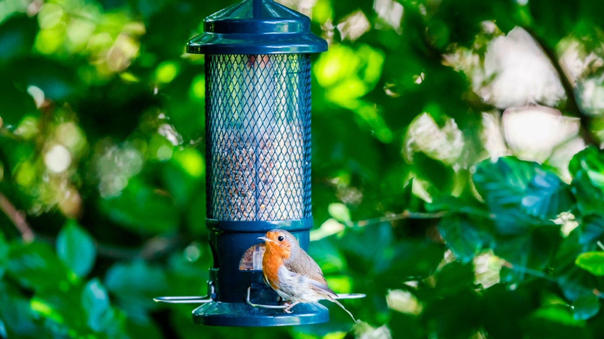 Soll ich Gartenvögel auch im Frühling füttern: Weil weniger Insekten rumfliegen?