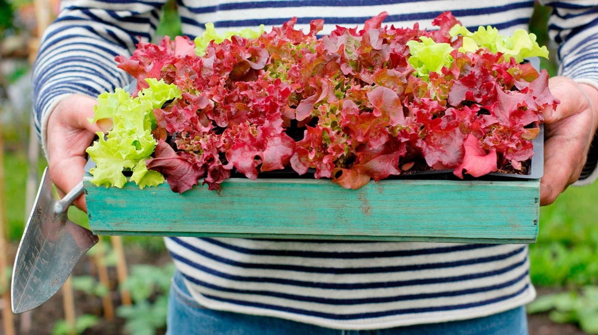 Welche Pflanzen dürfen vor den Eisheiligen ins Freie: Salat, Tomaten, Blumen - Was kann ich jetzt schon rauspflanzen?