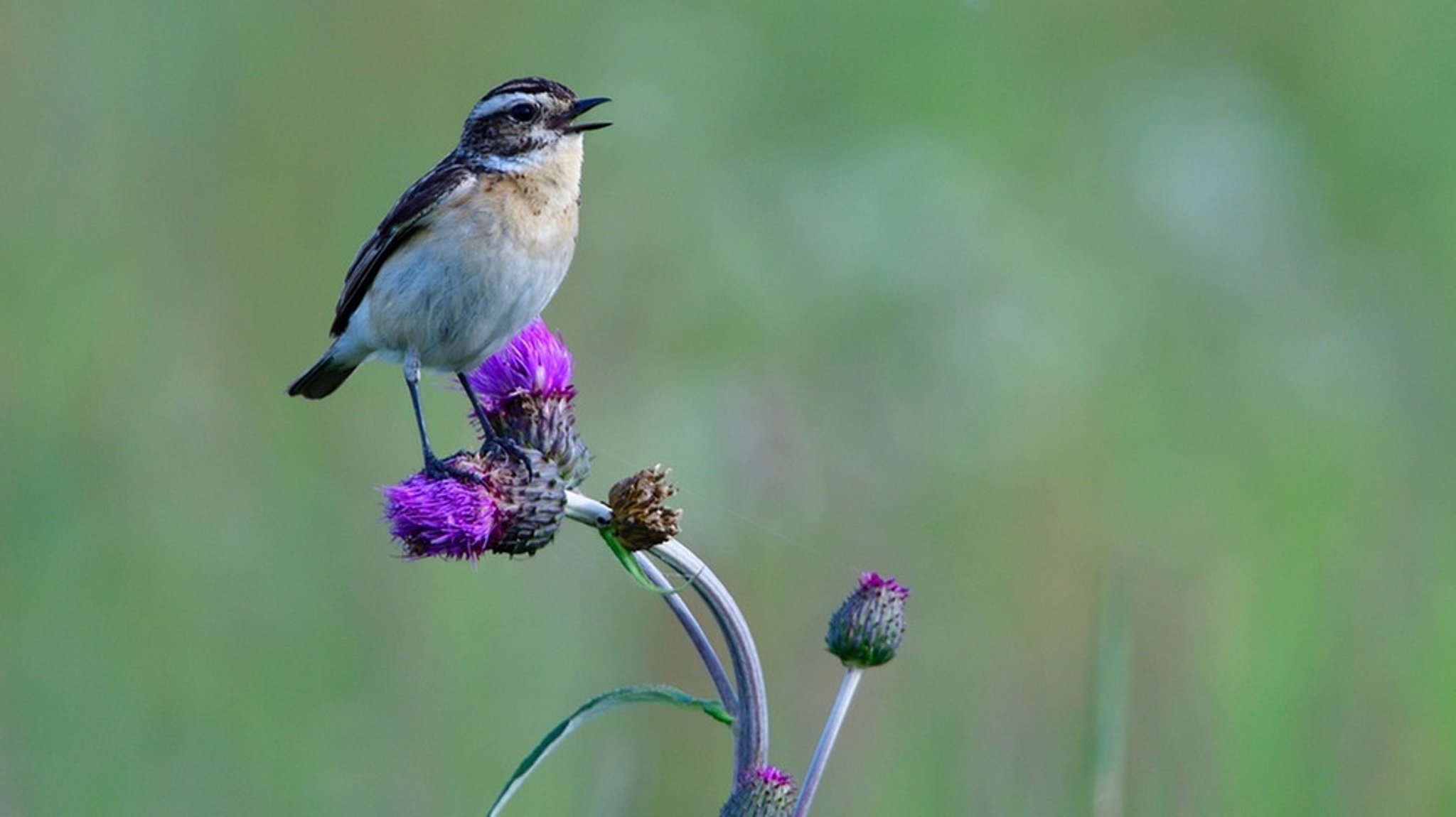 Vogelbeobachtung: Vögel zu beobachten, macht glücklich